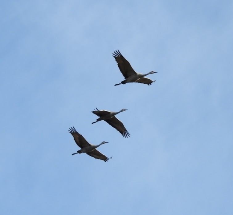 Sandhill Crane - ML291714241