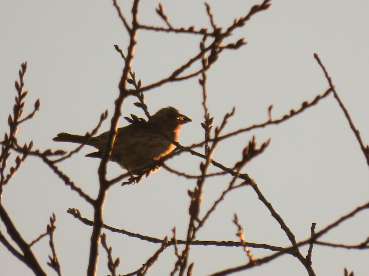 House Finch - ML291715081