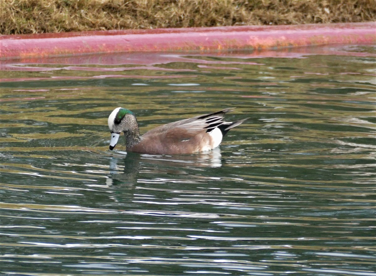 American Wigeon - ML291715531