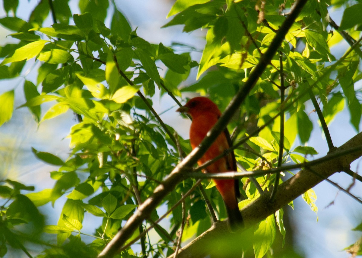 Scarlet Tanager - ML291715651