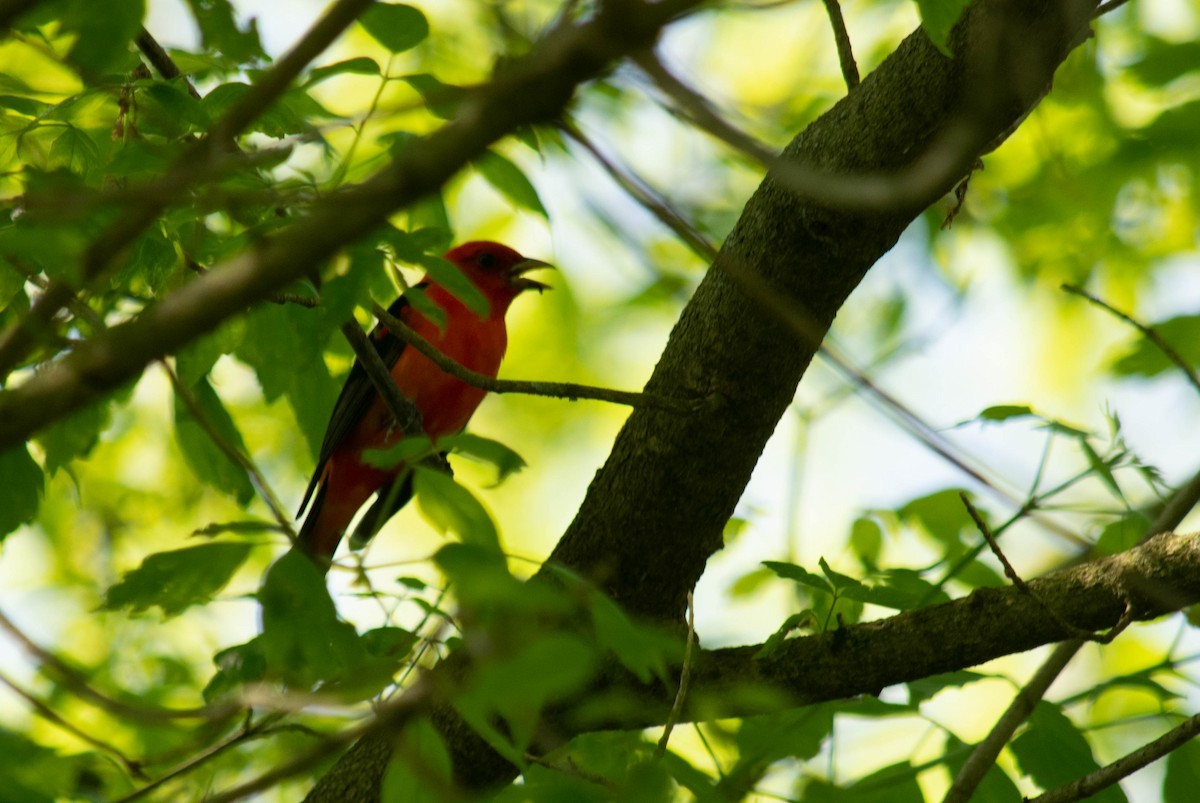 Scarlet Tanager - ML291715661