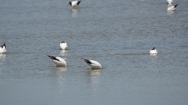 Red-necked Avocet - ML291716911