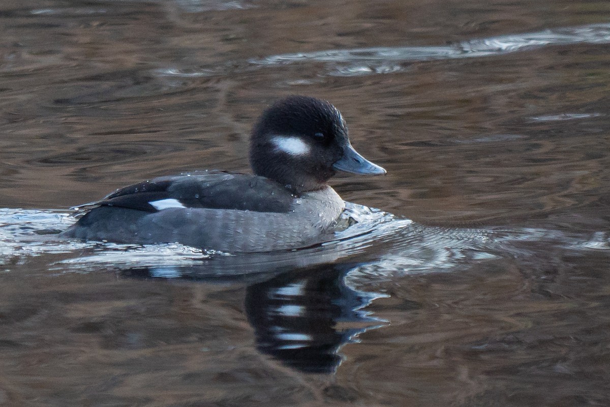 Bufflehead - Grace Oliver