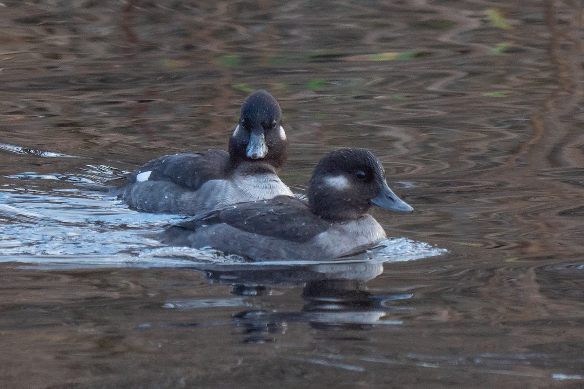 Bufflehead - ML291717851