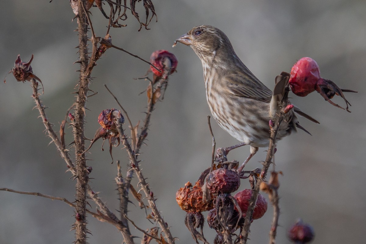 Purple Finch - ML291718391