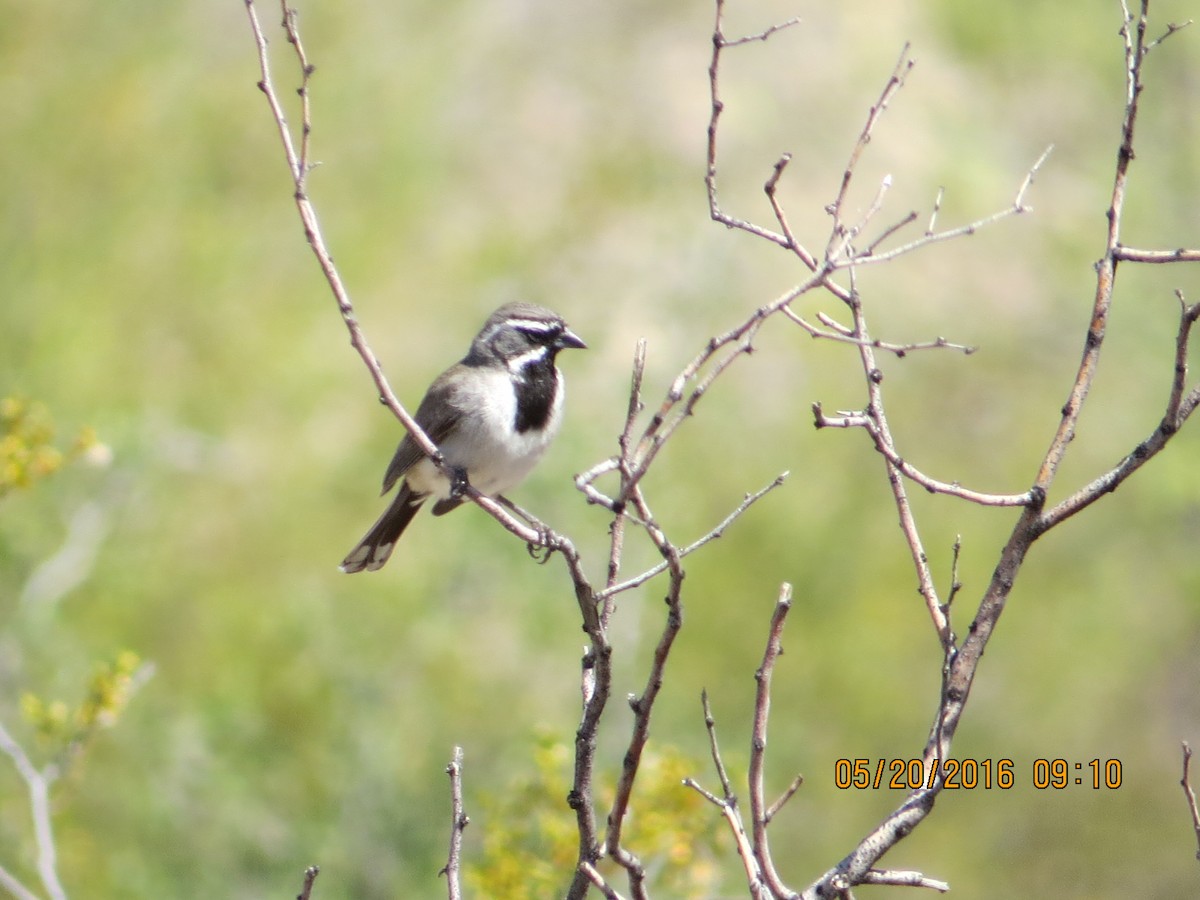 Black-throated Sparrow - rick shearer