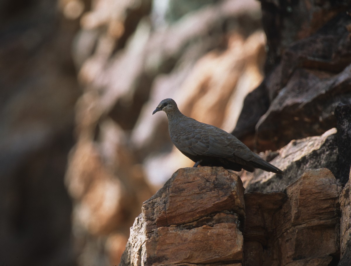 White-quilled Rock-Pigeon - ML291720481