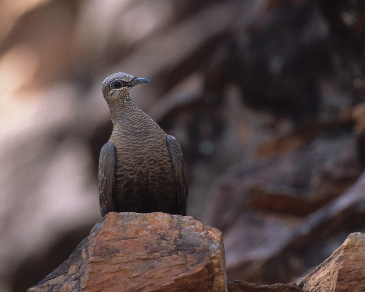 White-quilled Rock-Pigeon - Bruce Robinson