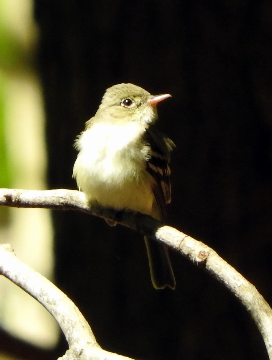 Acadian Flycatcher - ML29172211