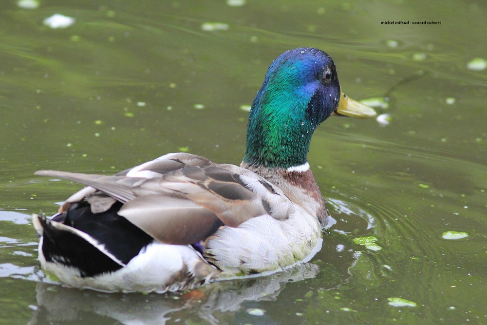 Mallard - Michel Mifsud