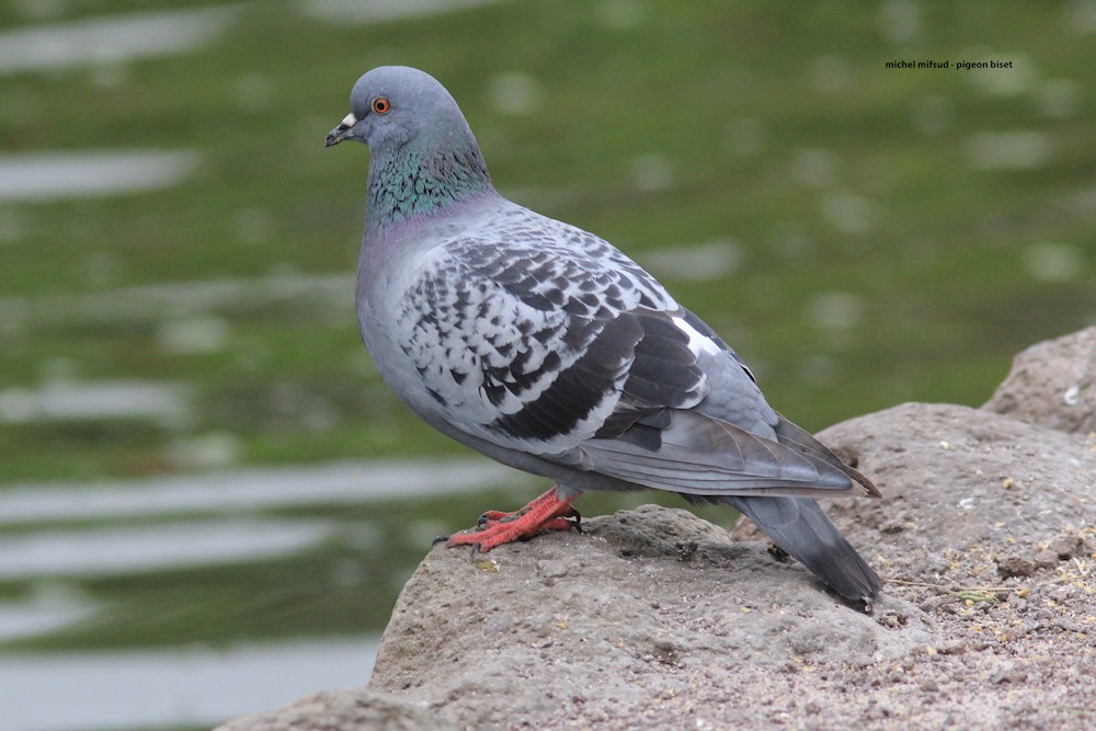 Rock Pigeon (Feral Pigeon) - Michel Mifsud