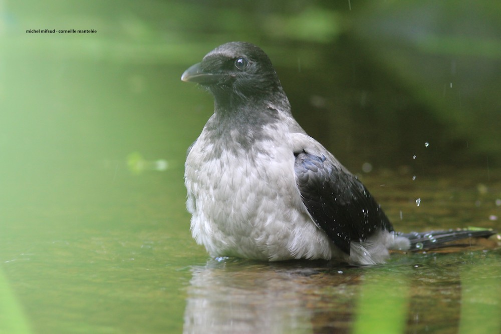 Hooded Crow - Michel Mifsud