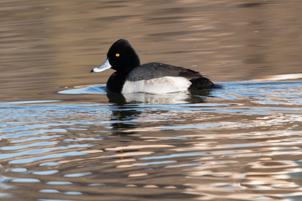 Ring-necked Duck x Lesser Scaup (hybrid) - ML291724481