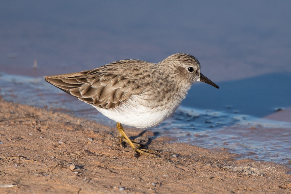 Least Sandpiper - ML291724741