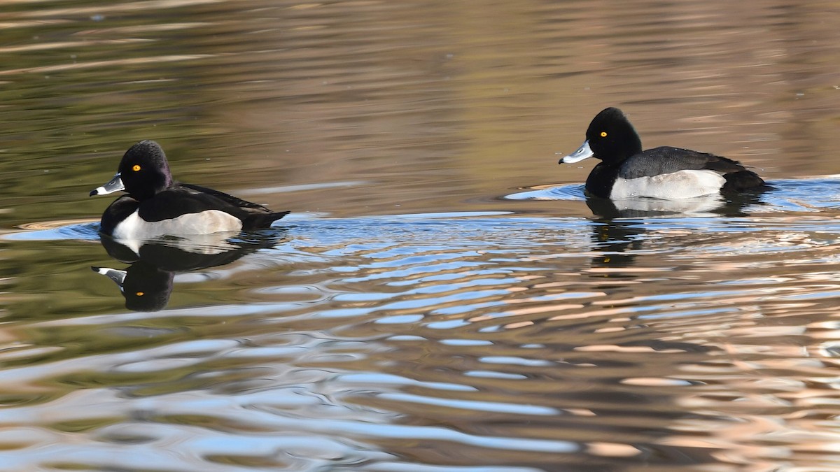 Ring-necked Duck x Lesser Scaup (hybrid) - ML291725871