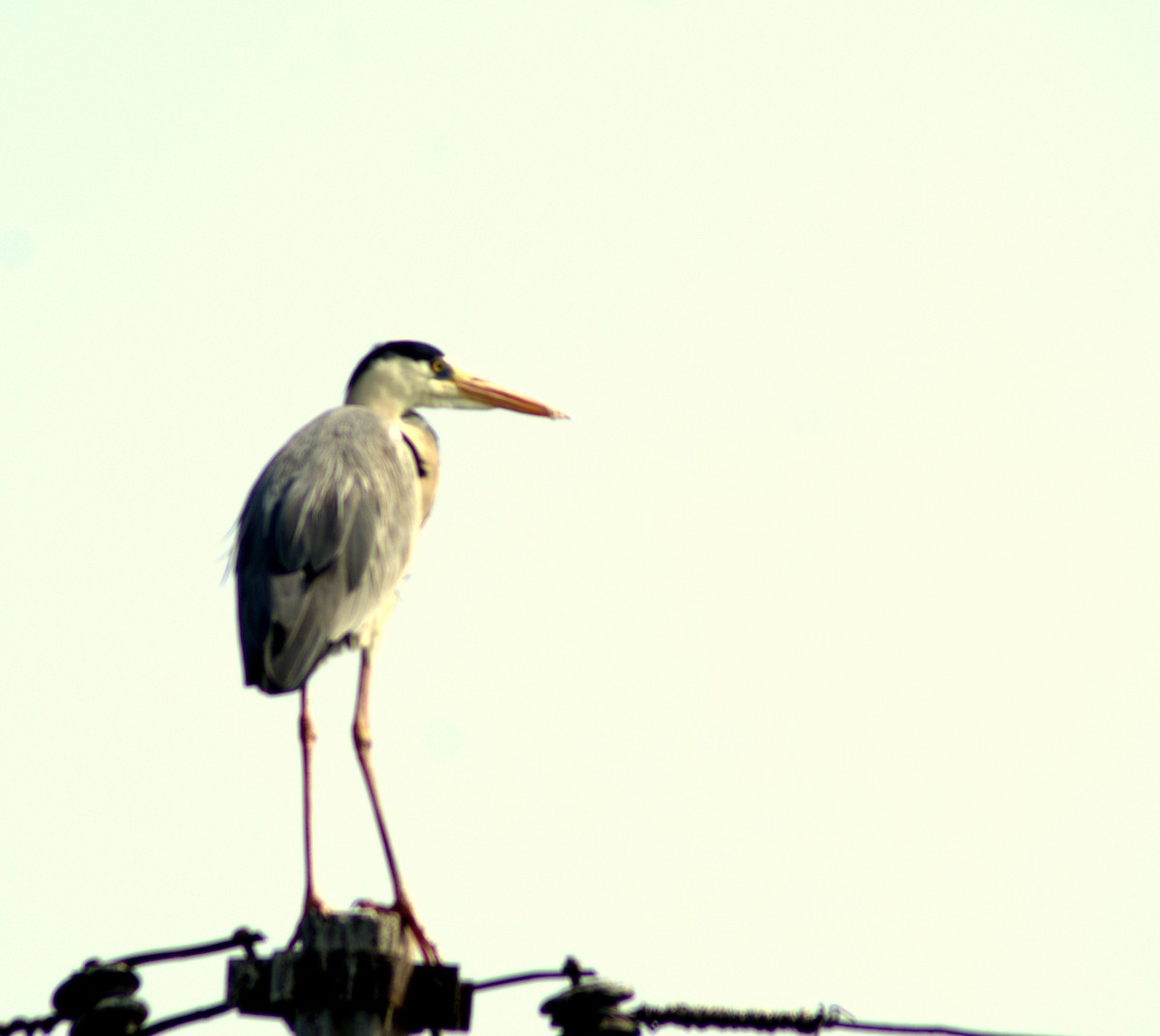 Gray Heron - Kshitija Gupta