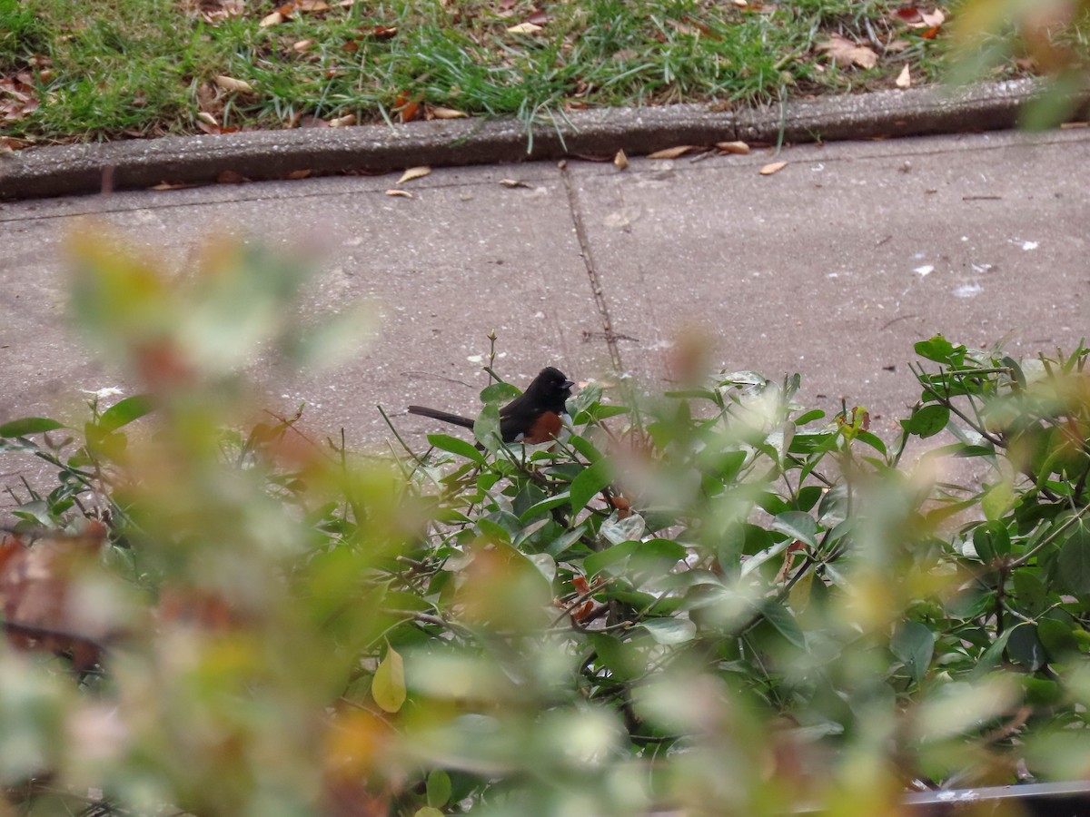 Eastern Towhee - ML291726501