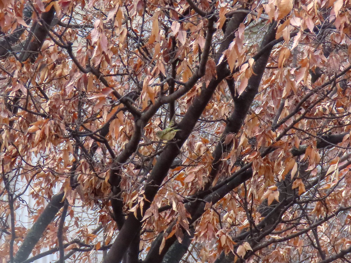 Ruby-crowned Kinglet - ML291726521