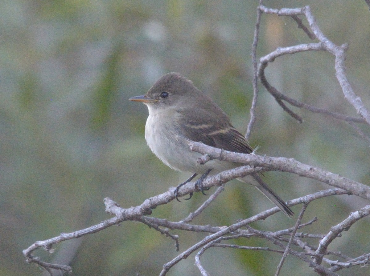 Willow Flycatcher - James Chapman