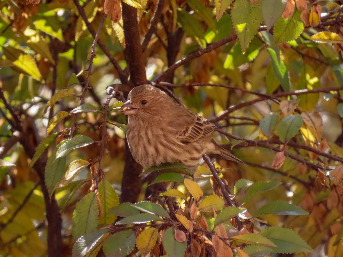 House Finch - ML291726571