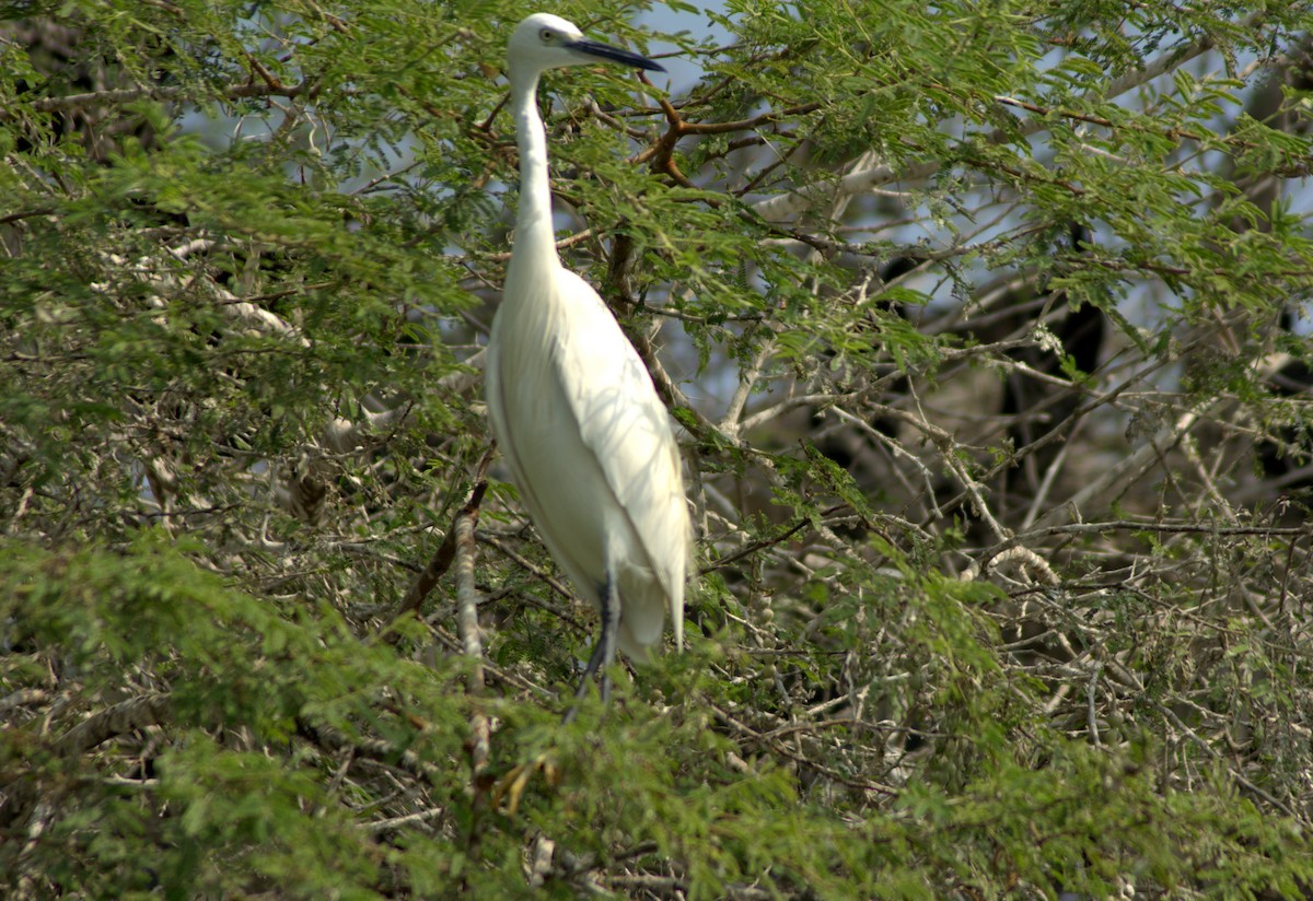 Little Egret - Kshitija Gupta