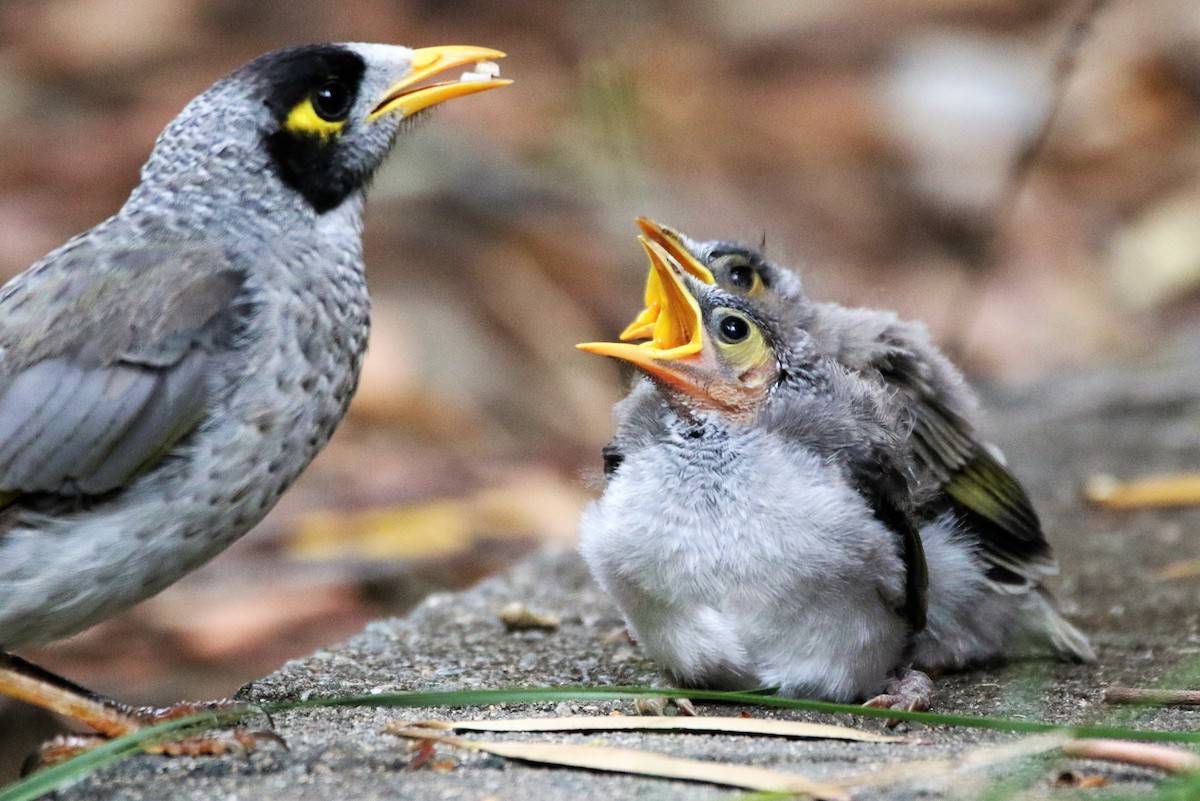 Noisy Miner - Thalia and Darren Broughton