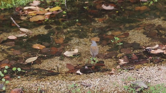 Baird's Junco - ML291729331