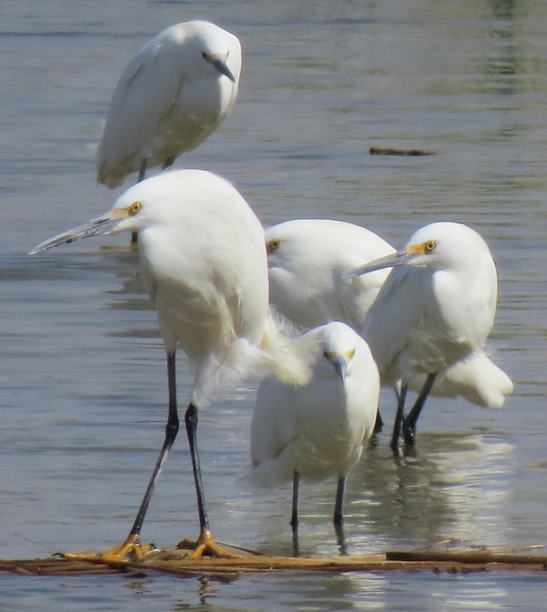 Snowy Egret - Ed Dunn