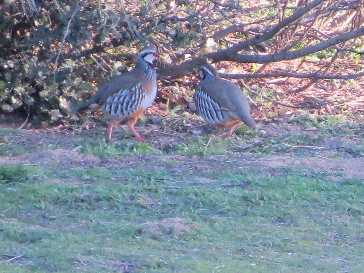 Red-legged Partridge - ML291730921