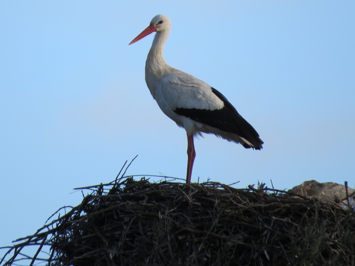 White Stork - ML291730981