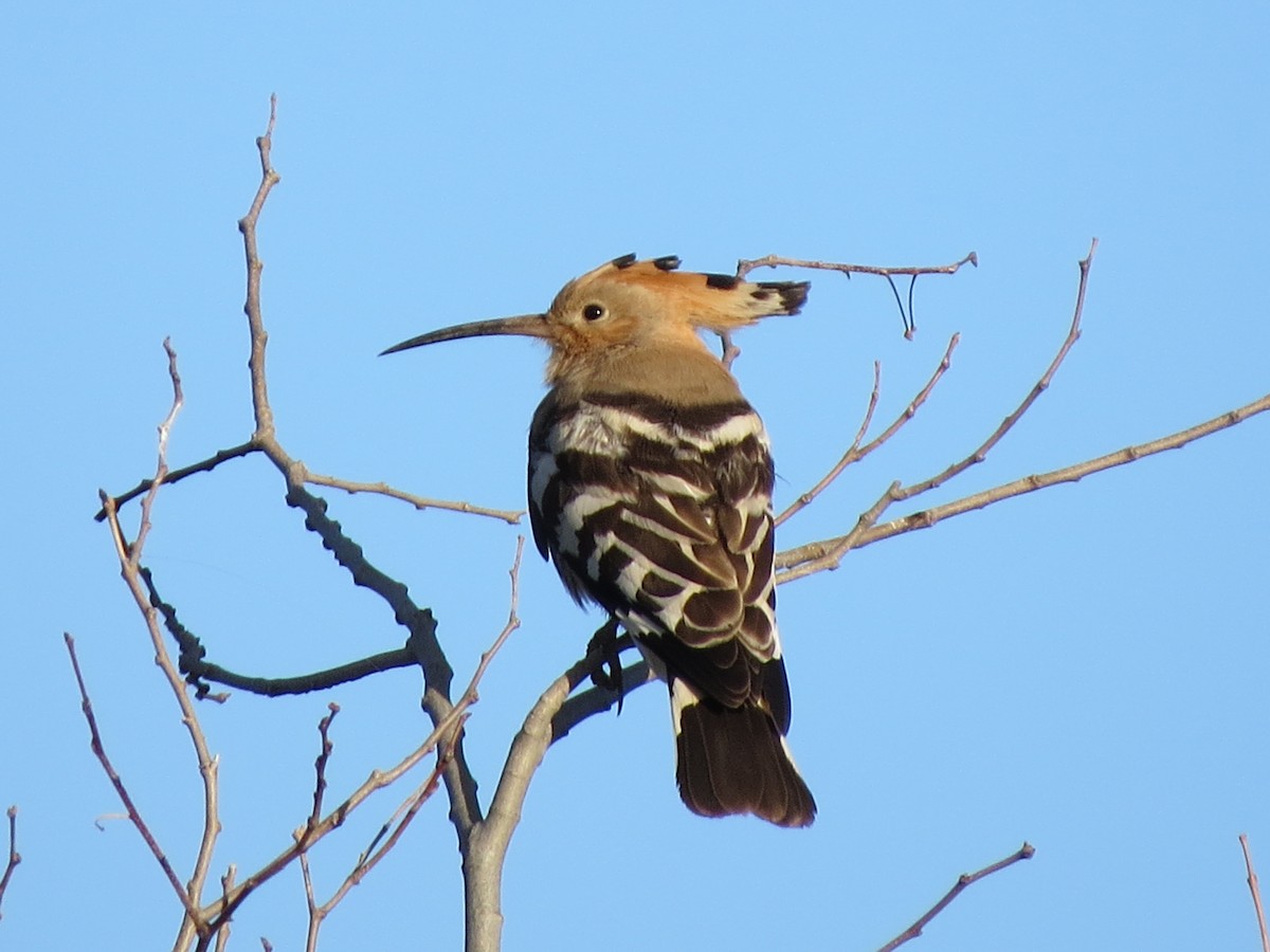 Eurasian Hoopoe - ML291731041