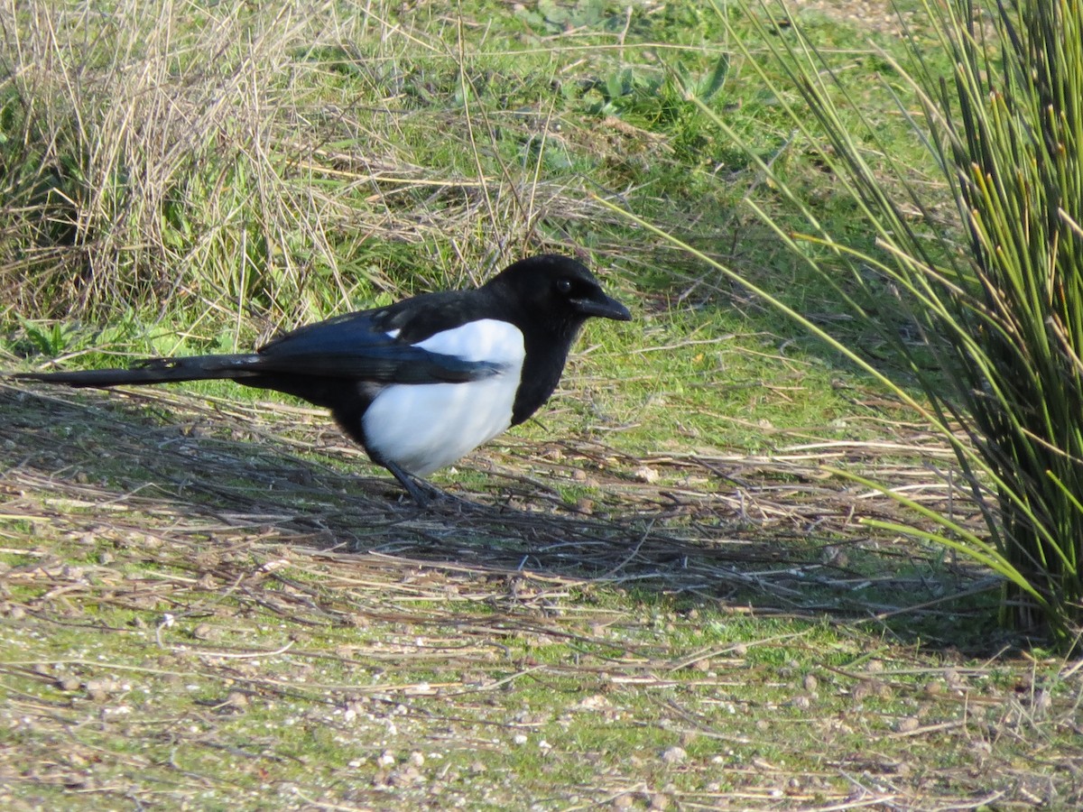 Eurasian Magpie - ML291731051