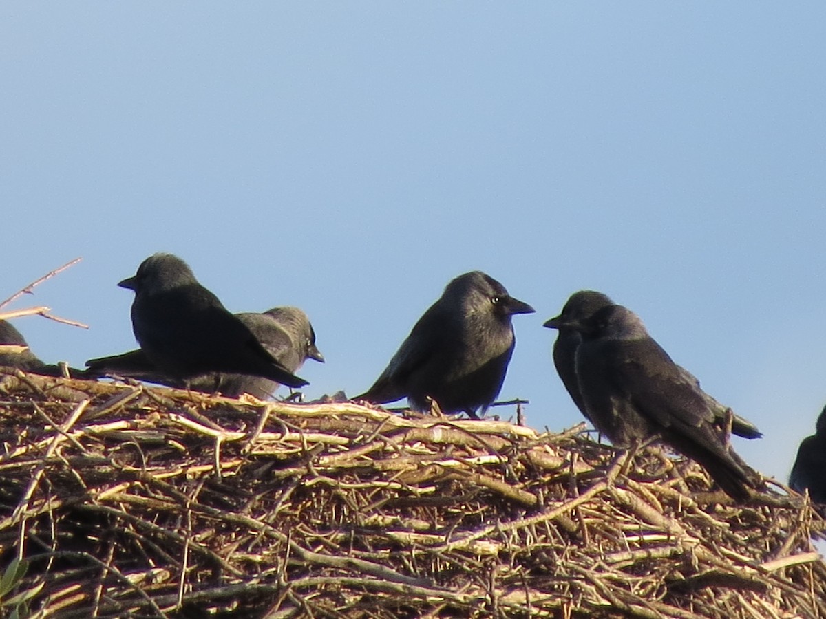 Eurasian Jackdaw - ML291731061