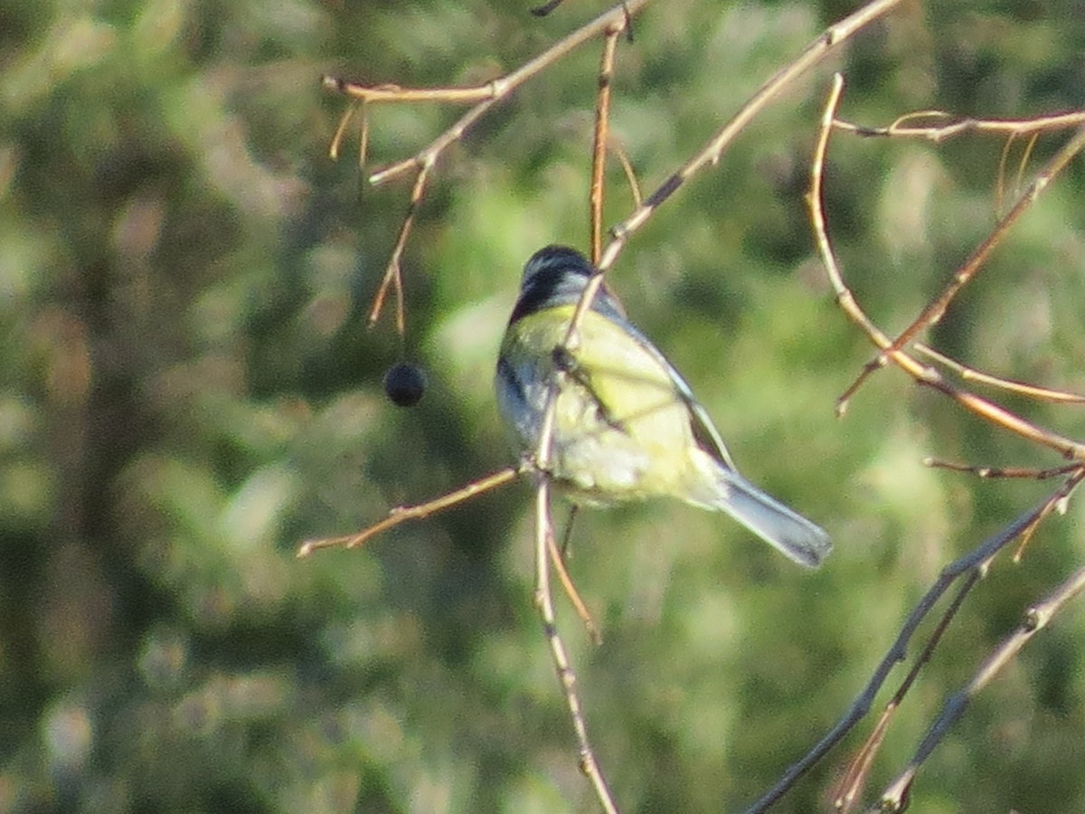 Eurasian Blue Tit - ML291731081