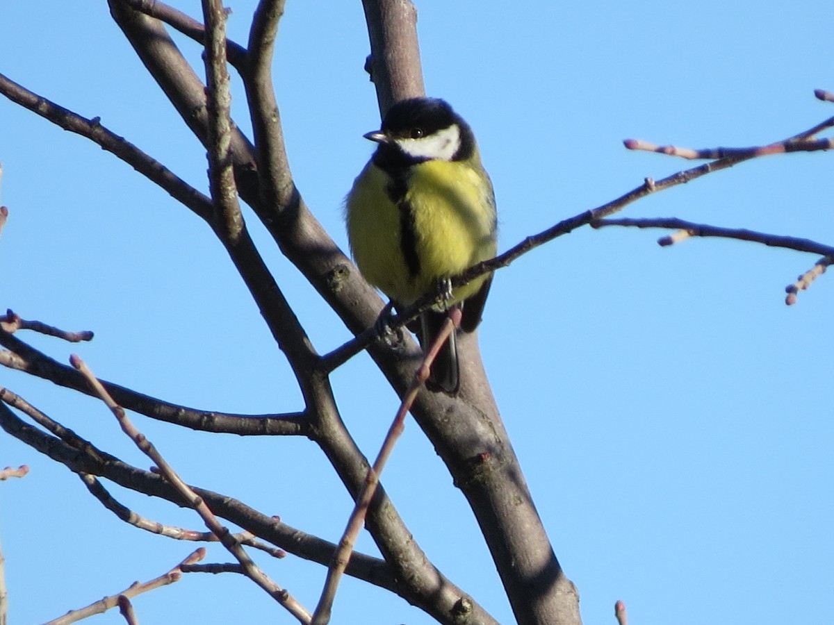 Mésange charbonnière - ML291731101