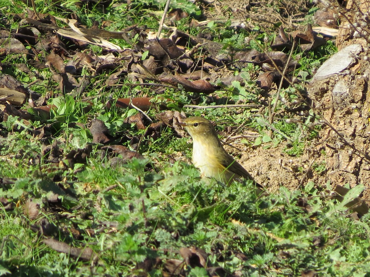 Mosquitero Común - ML291731111