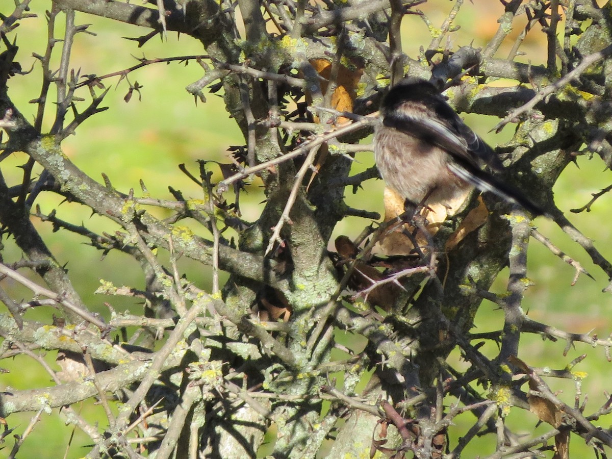 Long-tailed Tit - ML291731141