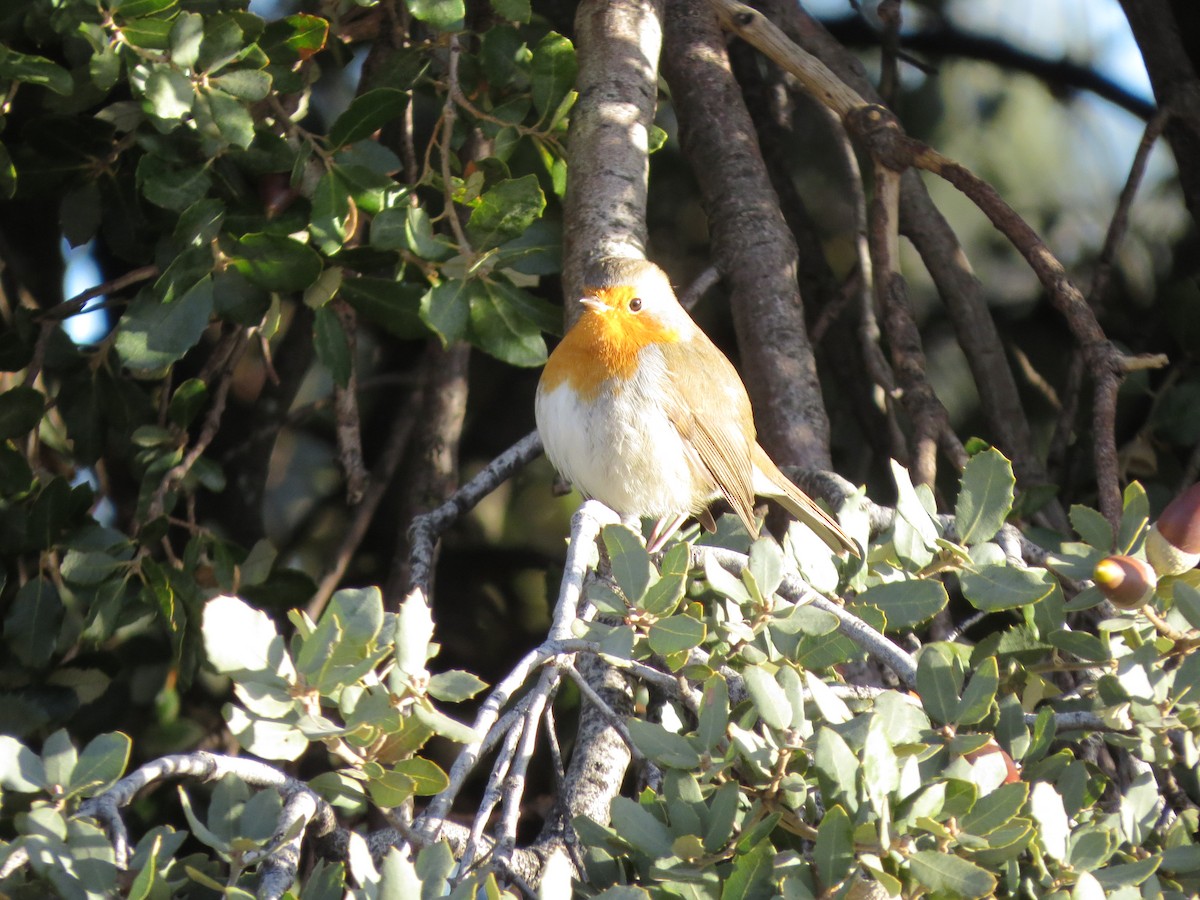 European Robin - ML291731151