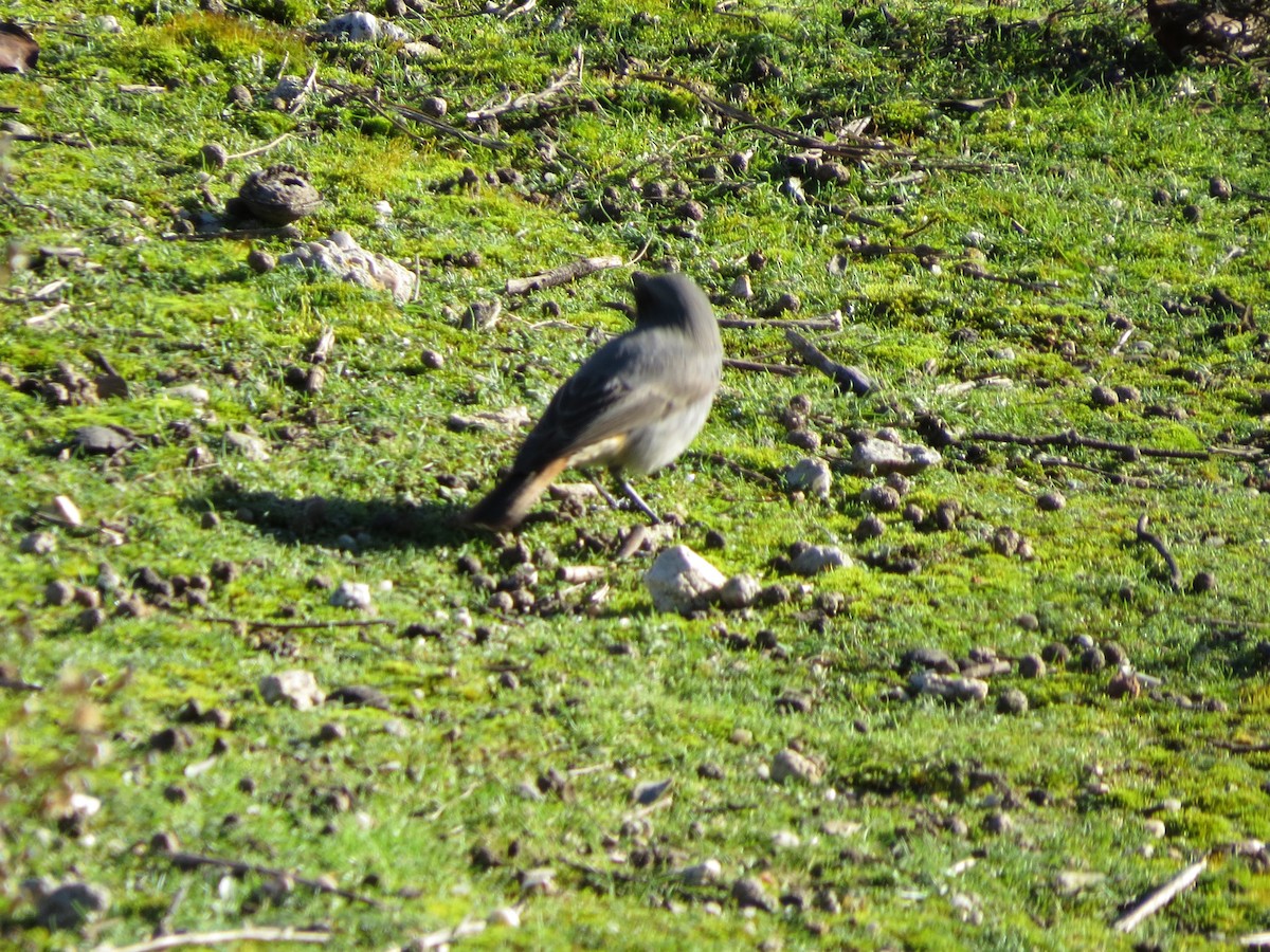 Black Redstart - ML291731161