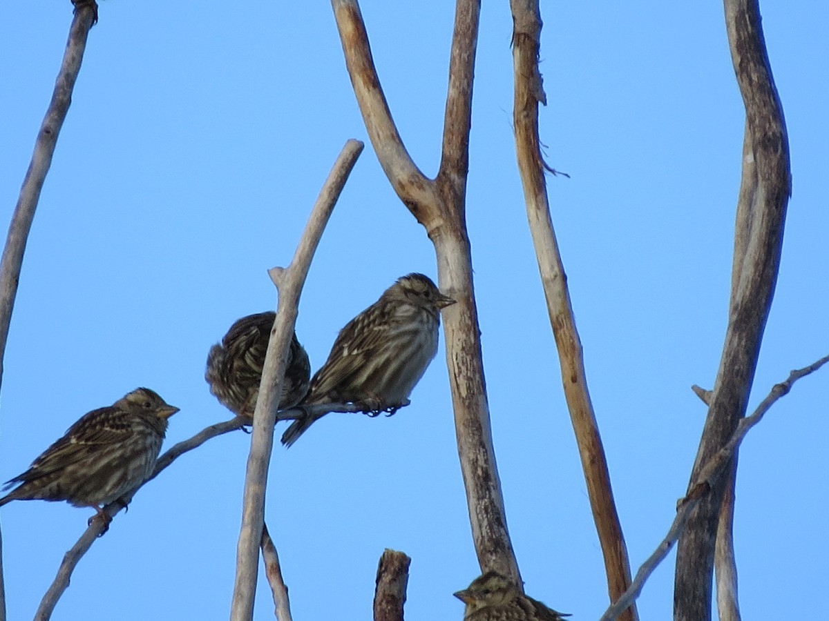 Moineau soulcie - ML291731181