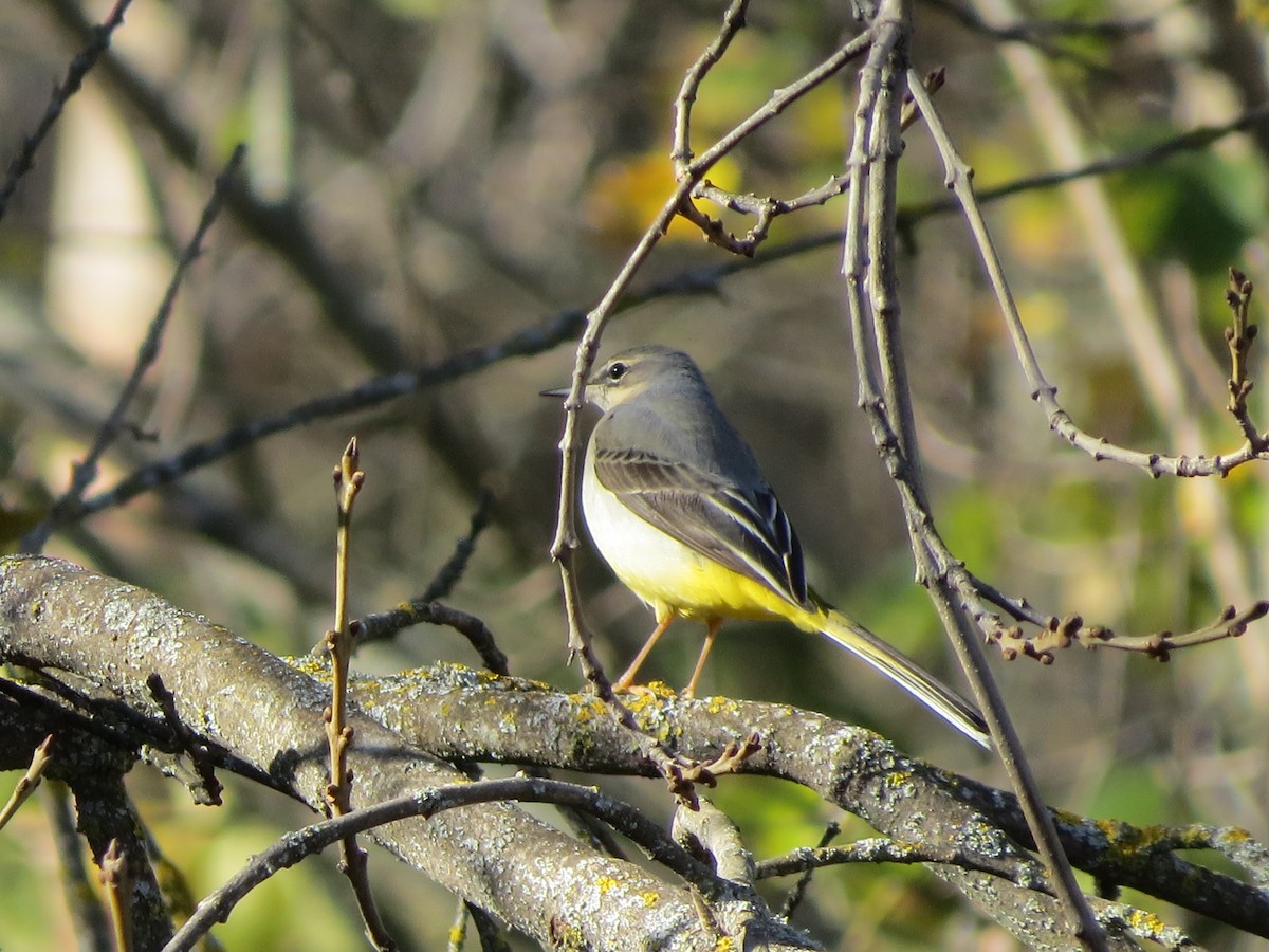 Gray Wagtail - ML291731201