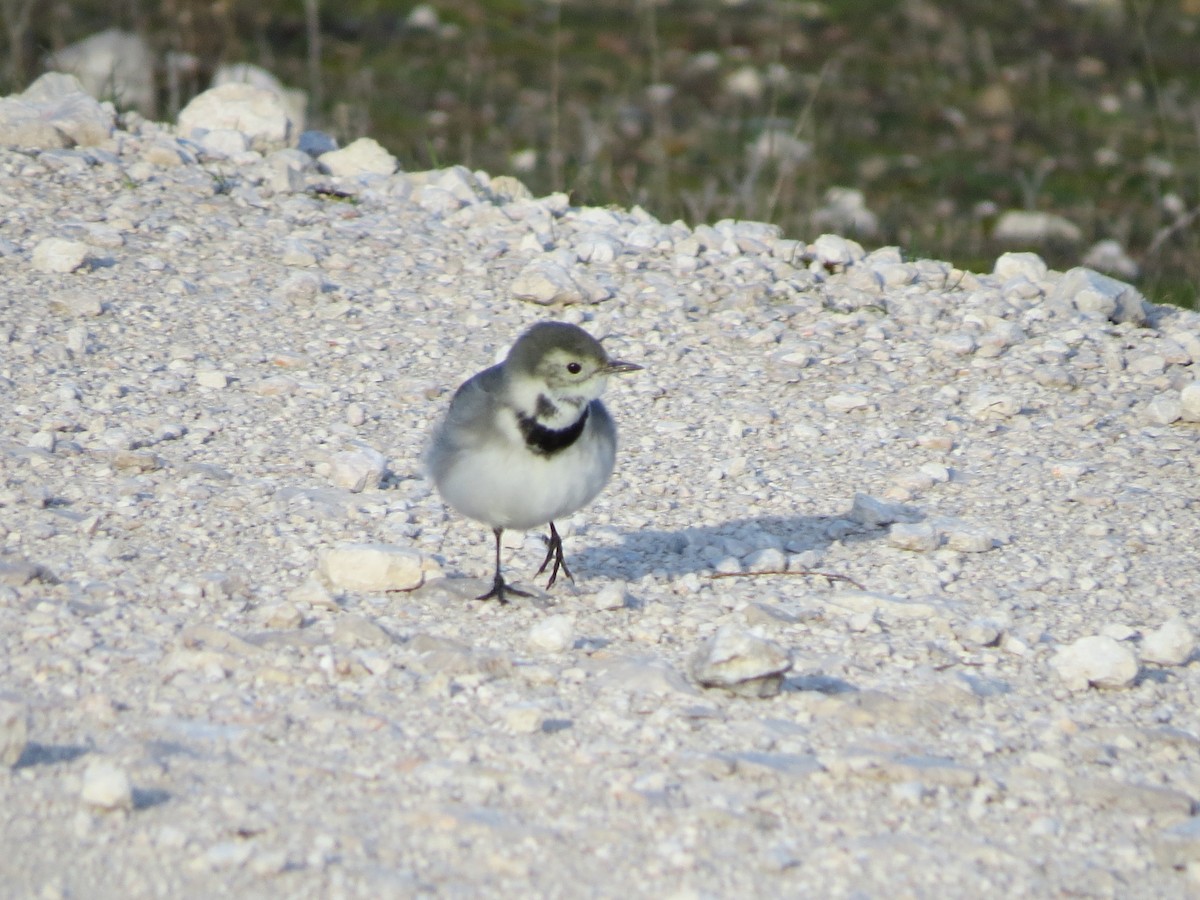 White Wagtail - ML291731231