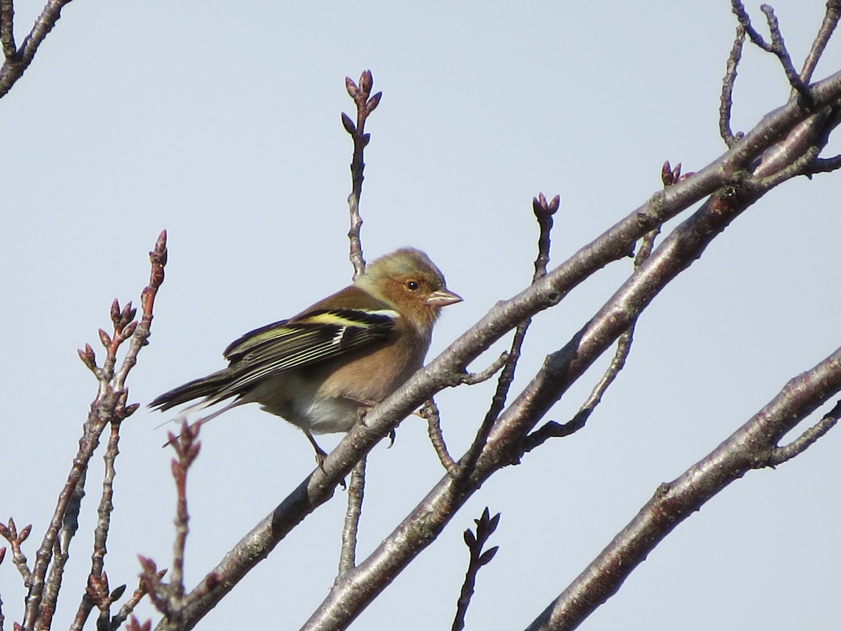 Common Chaffinch - ML291731241