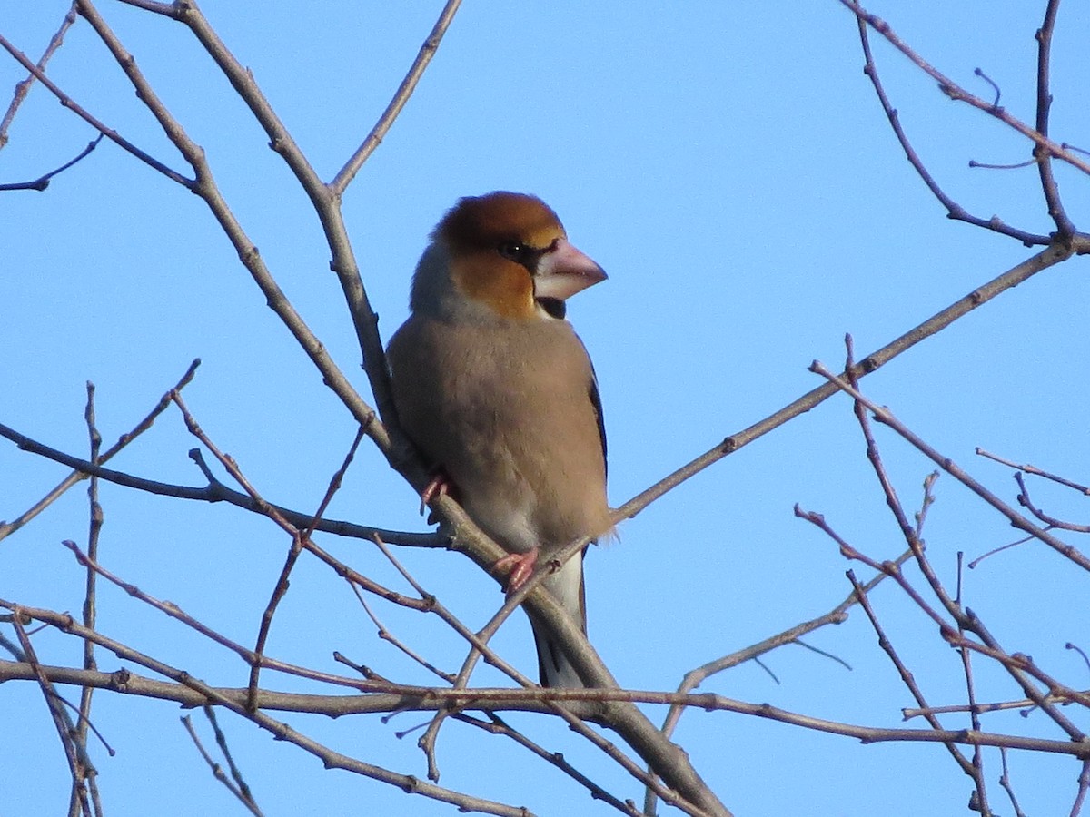 Hawfinch - ML291731271