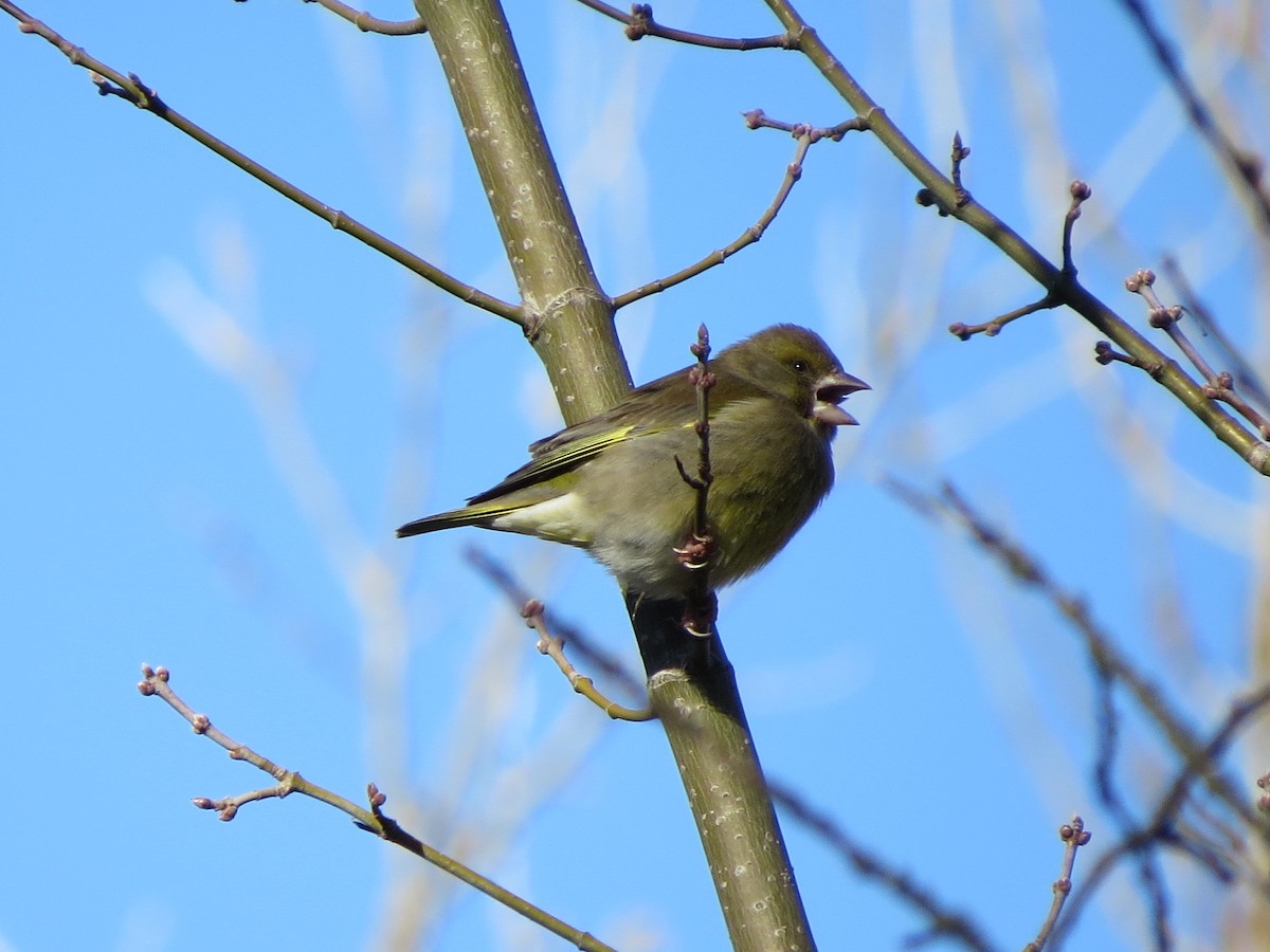 European Greenfinch - ML291731311