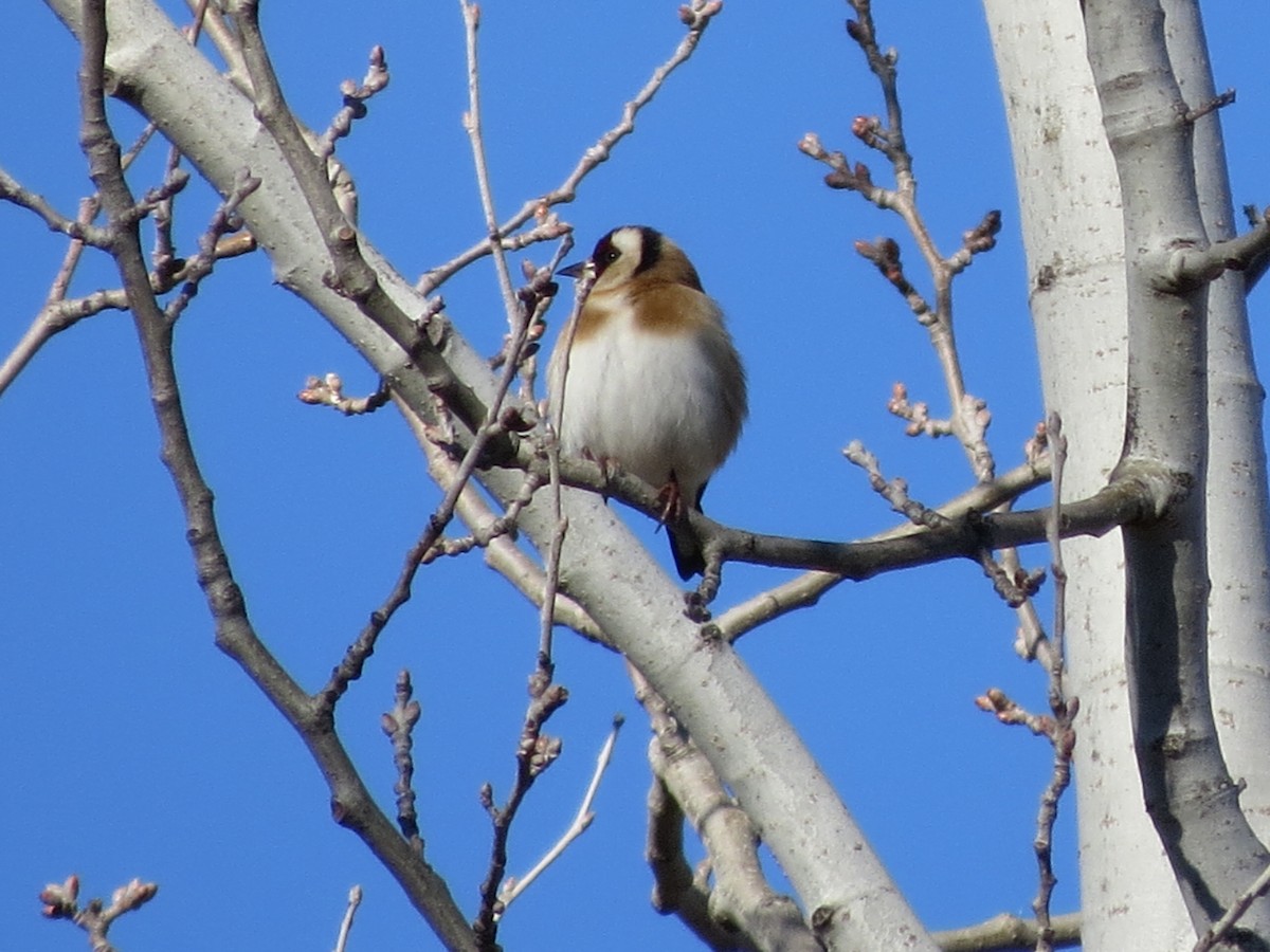 European Goldfinch - ML291731361