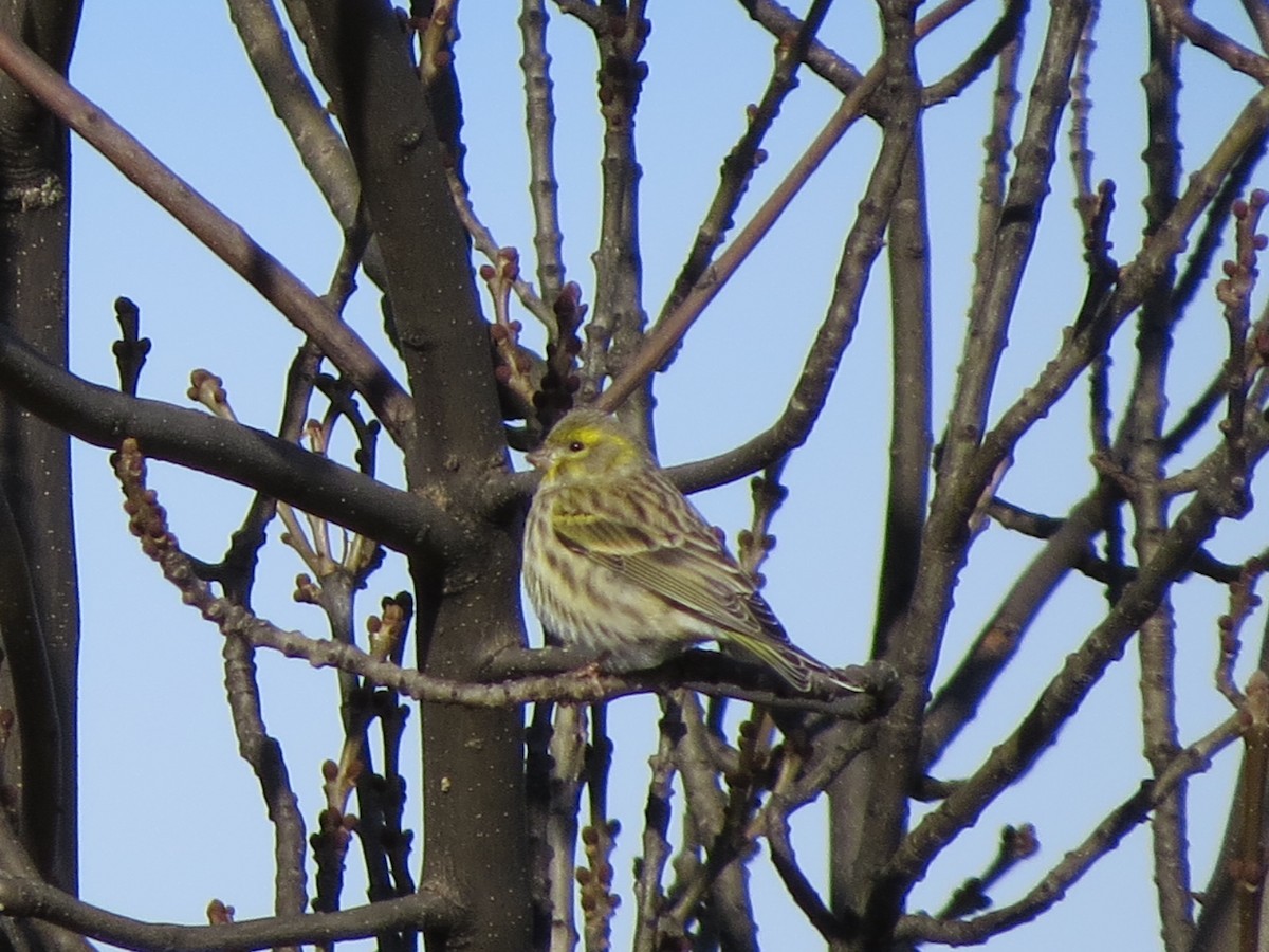 European Serin - ML291731391