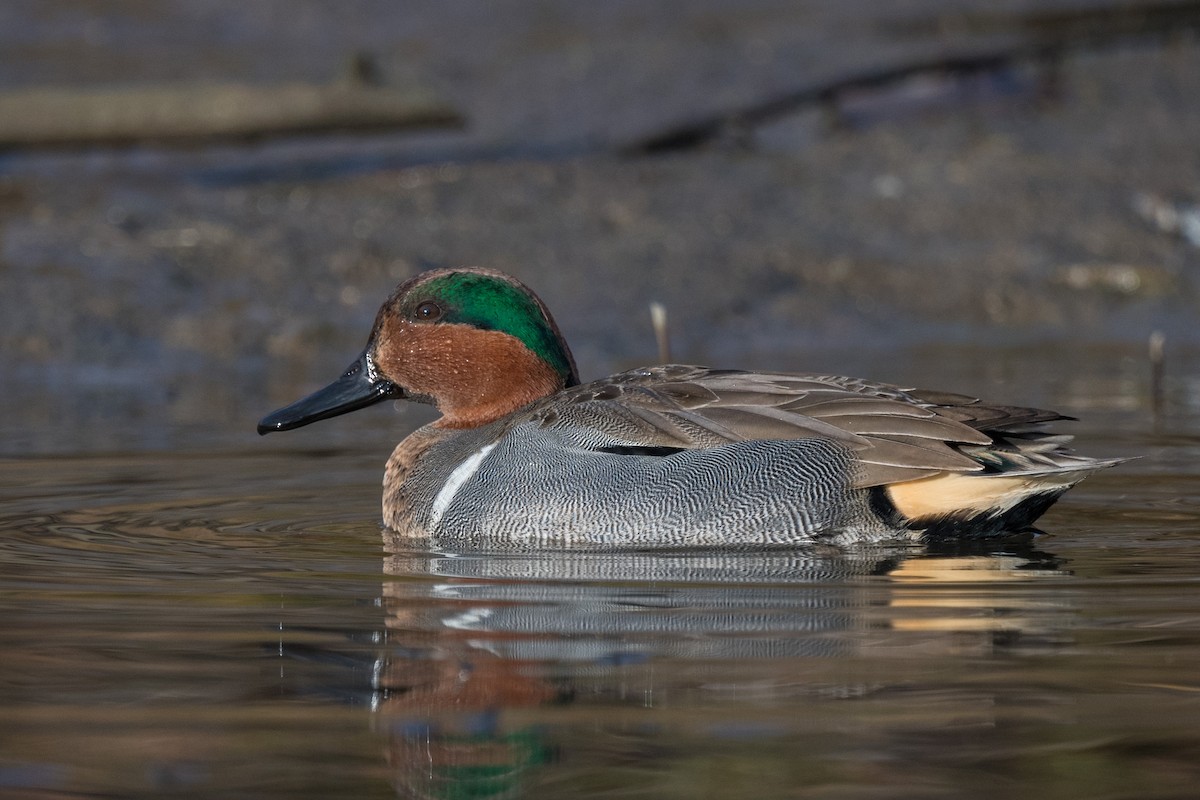 Green-winged Teal - ML291731701