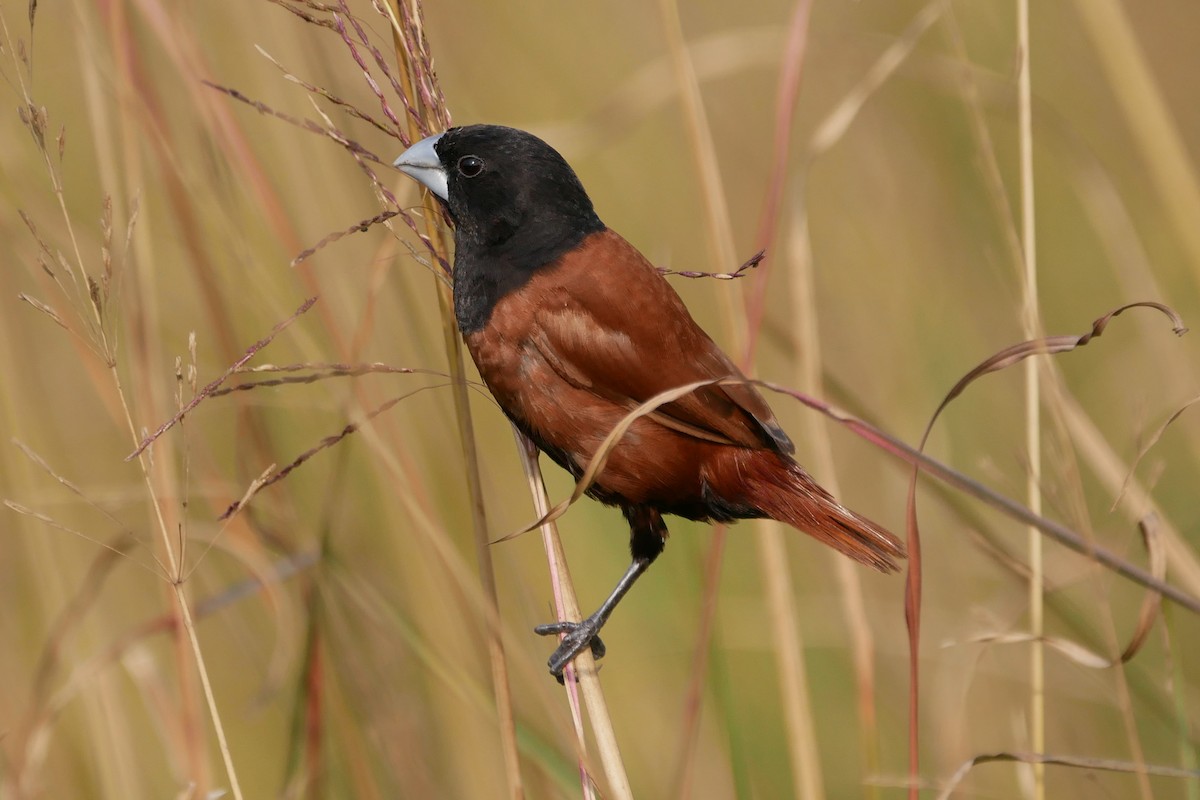 Chestnut Munia - Sandeep Biswas