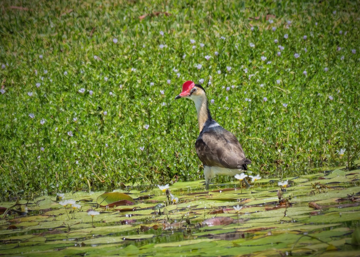 Jacana Crestada - ML291735441